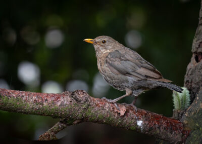 Die Amsel – Vogelfoto von Stefan Berghoff, Bild 5