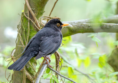 Die Amsel – Vogelfoto von Stefan Berghoff, Bild 4