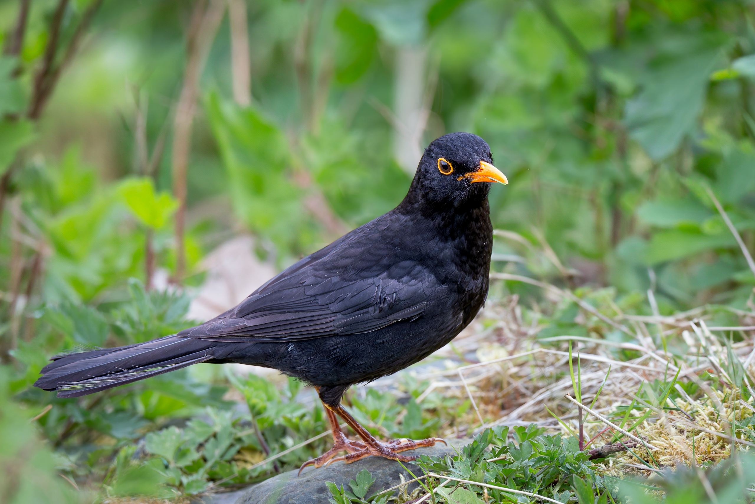 R5II9389-DxO_DeepPRIME XD2s Die Amsel (Turdus merula) – Vogelfoto von Stefan Berghoff