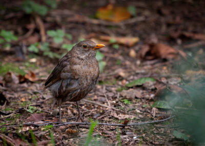 Die Amsel – Vogelfoto von Stefan Berghoff, Bild 1