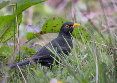 Die Amsel – Vogelfoto von Stefan Berghoff, Bild 3