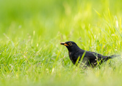 Die Amsel – Vogelfoto von Stefan Berghoff, Bild 2