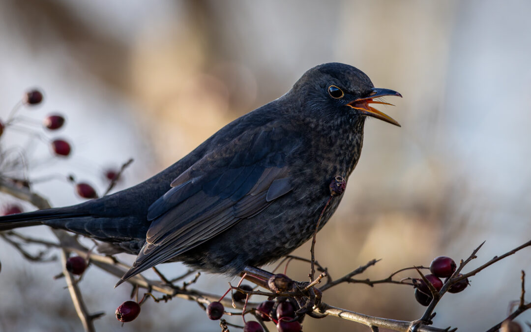 Die Amsel (Turdus merula) – Vogelfoto von Stefan Berghoff