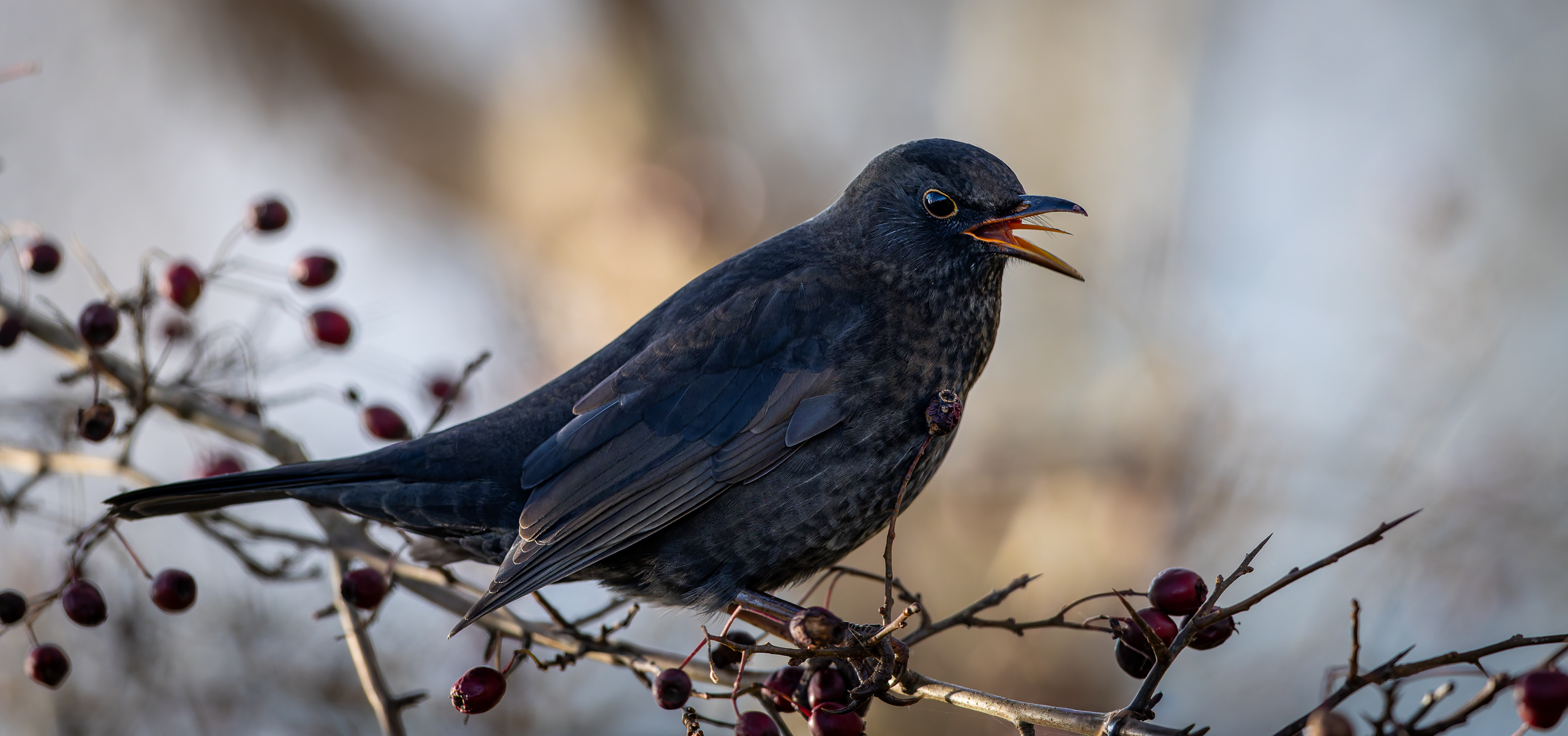 Amsel