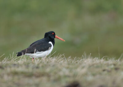 Der Austernfischer – Vogelfoto von Stefan Berghoff, Bild 9