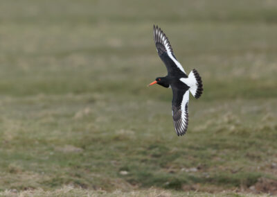 Der Austernfischer – Vogelfoto von Stefan Berghoff, Bild 8