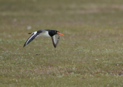 Der Austernfischer – Vogelfoto von Stefan Berghoff, Bild 5
