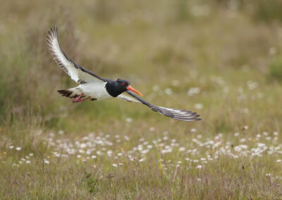 Der Austernfischer – Vogelfoto von Stefan Berghoff, Bild 4