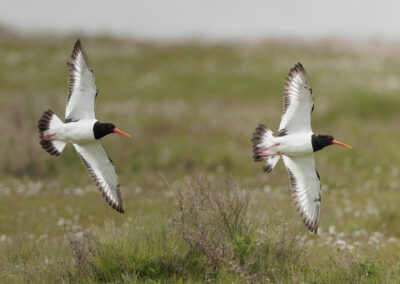 Der Austernfischer – Vogelfoto von Stefan Berghoff, Bild 3