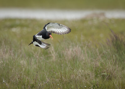 Der Austernfischer – Vogelfoto von Stefan Berghoff, Bild 1