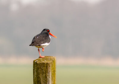 Der Austernfischer – Vogelfoto von Stefan Berghoff, Bild 14