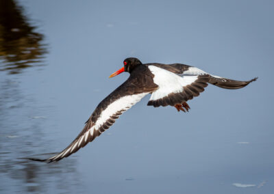 Der Austernfischer – Vogelfoto von Stefan Berghoff, Bild 13
