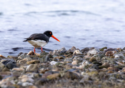 Der Austernfischer – Vogelfoto von Stefan Berghoff, Bild 12