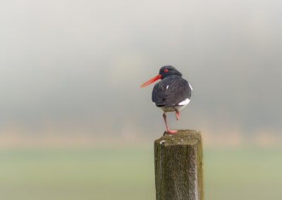 Der Austernfischer – Vogelfoto von Stefan Berghoff, Bild 2
