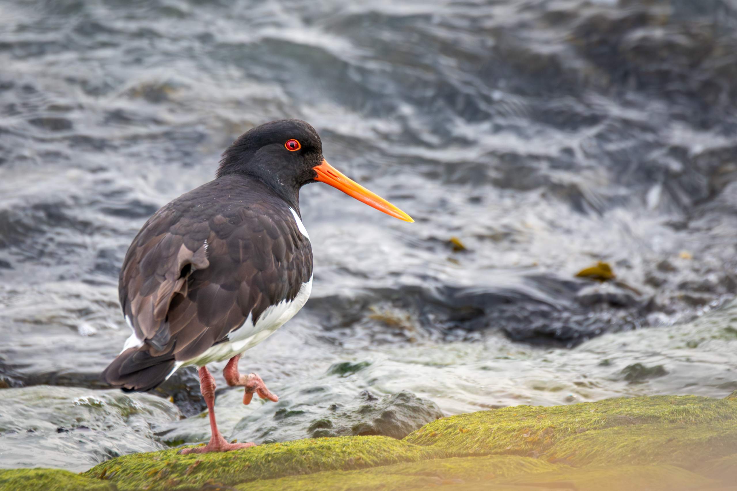 R5II9389-DxO_DeepPRIME XD2s Der Austernfischer (Haematopus ostralegus) – Vogelfoto von Stefan Berghoff