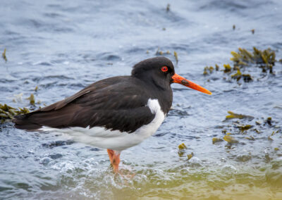 Der Austernfischer – Vogelfoto von Stefan Berghoff, Bild 11
