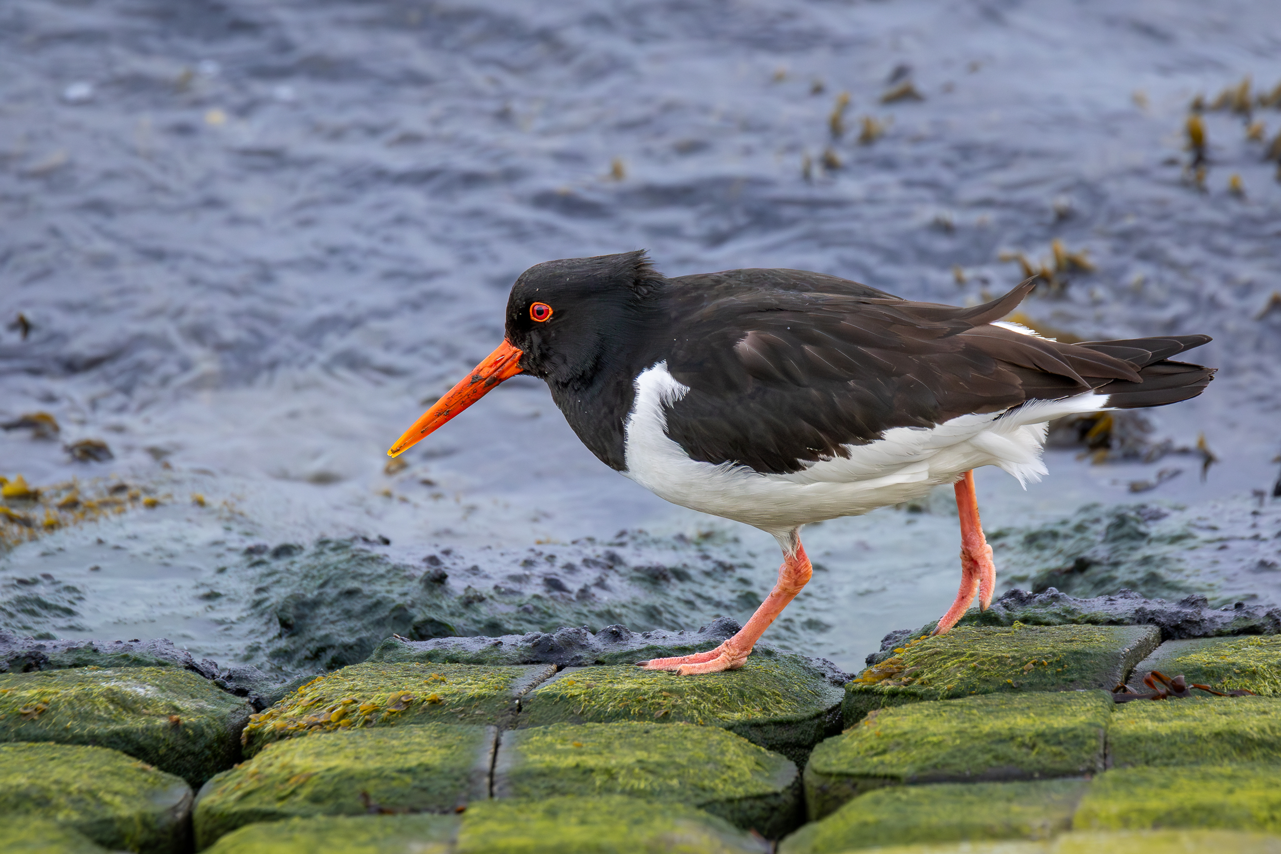 R5II9268-DxO_DeepPRIME XD2s Der Austernfischer (Haematopus ostralegus) – weiteres Foto von Stefan Berghoff
