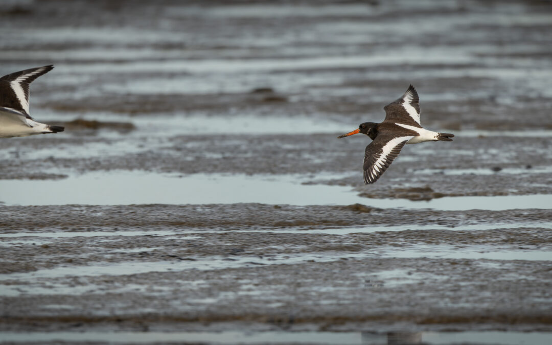 Der Austernfischer (Haematopus ostralegus) – Vogelfoto von Stefan Berghoff