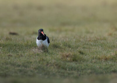 Der Austernfischer – Vogelfoto von Stefan Berghoff, Bild 10