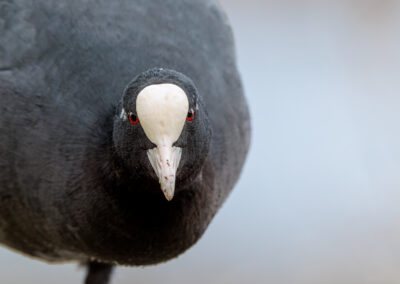 Die Bläßralle – Vogelfoto von Stefan Berghoff, Bild 2