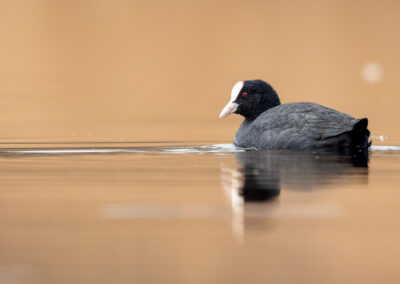 Die Bläßralle – Vogelfoto von Stefan Berghoff, Bild 1