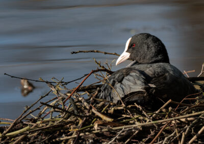 Die Bläßralle – Vogelfoto von Stefan Berghoff, Bild 15