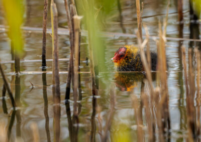 Die Bläßralle – Vogelfoto von Stefan Berghoff, Bild 8