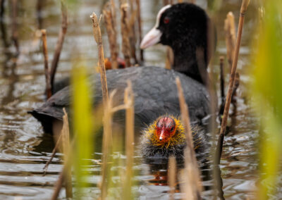 Die Bläßralle – Vogelfoto von Stefan Berghoff, Bild 6