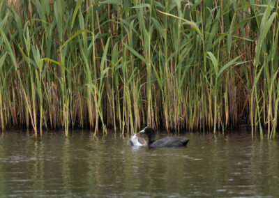 Die Bläßralle – Vogelfoto von Stefan Berghoff, Bild 5