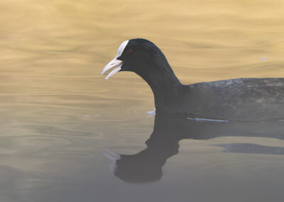 Die Bläßralle – Vogelfoto von Stefan Berghoff, Bild 19
