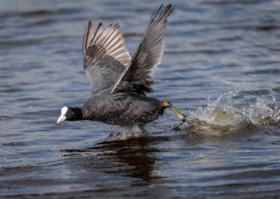 Die Bläßralle – Vogelfoto von Stefan Berghoff, Bild 3