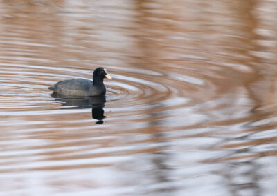 Die Bläßralle – Vogelfoto von Stefan Berghoff, Bild 17
