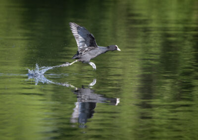 Die Bläßralle – Vogelfoto von Stefan Berghoff, Bild 9