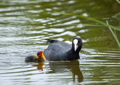 Die Bläßralle – Vogelfoto von Stefan Berghoff, Bild 11