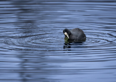 Die Bläßralle – Vogelfoto von Stefan Berghoff, Bild 10