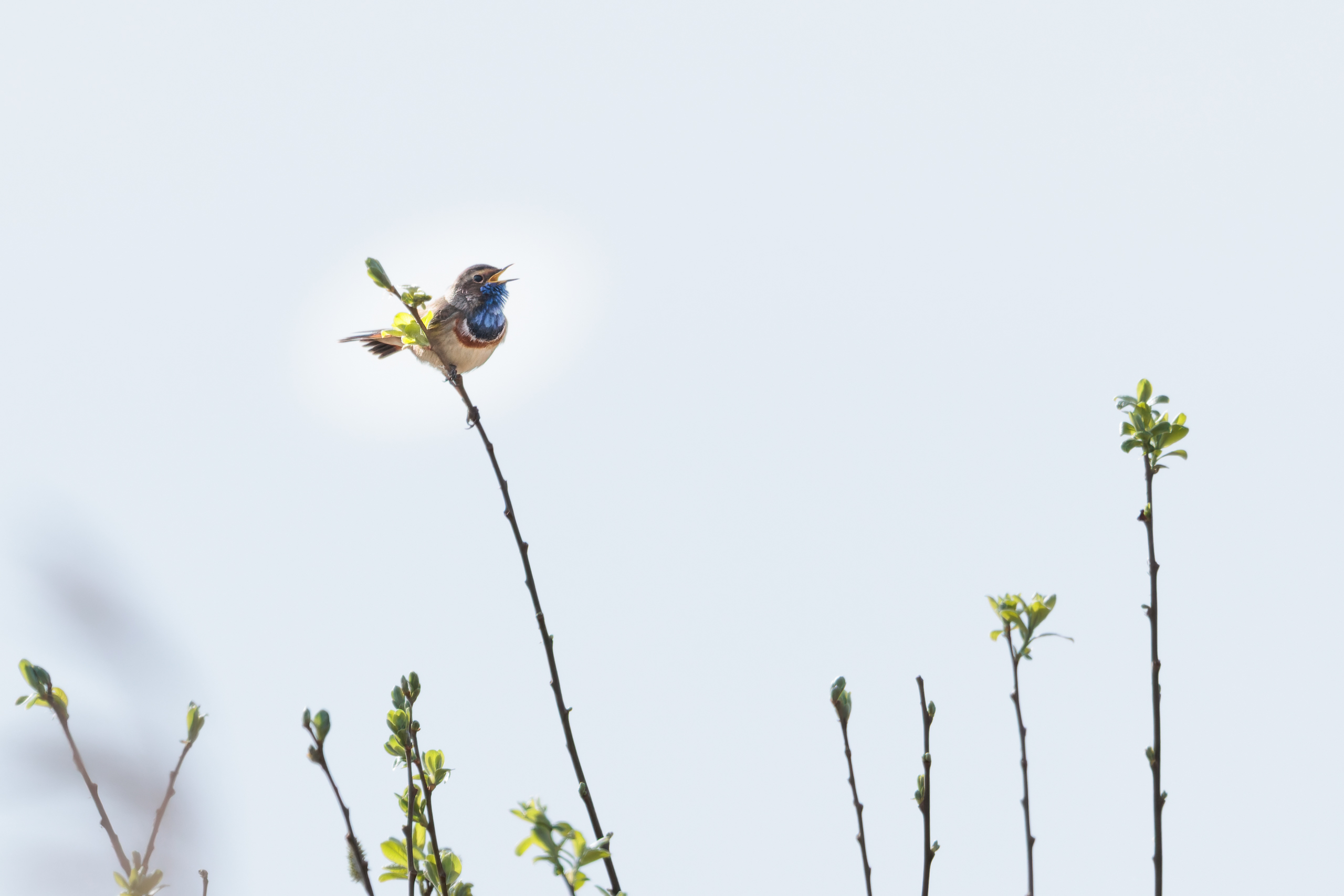 R5II9389-DxO_DeepPRIME XD2s Das Blaukehlchen (Luscinia svecica) – Vogelfoto von Stefan Berghoff