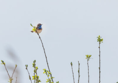 Das Blaukehlchen – Vogelfoto von Stefan Berghoff, Bild 7