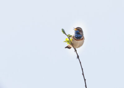 Das Blaukehlchen – Vogelfoto von Stefan Berghoff, Bild 6