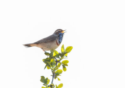 Das Blaukehlchen – Vogelfoto von Stefan Berghoff, Bild 1