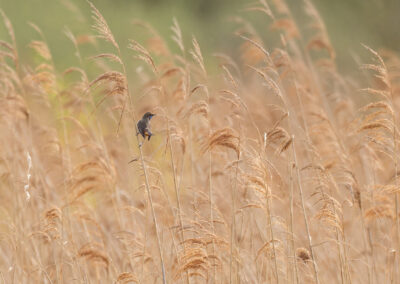 Das Blaukehlchen – Vogelfoto von Stefan Berghoff, Bild 5