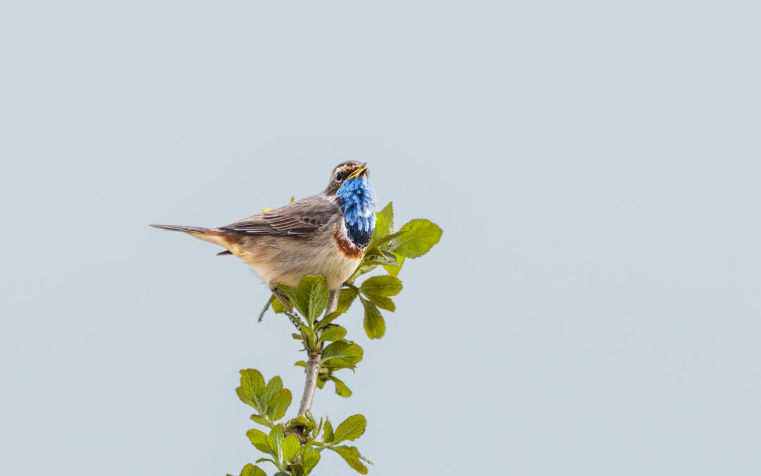 Das Blaukehlchen (Luscinia svecica) – Vogelfoto von Stefan Berghoff