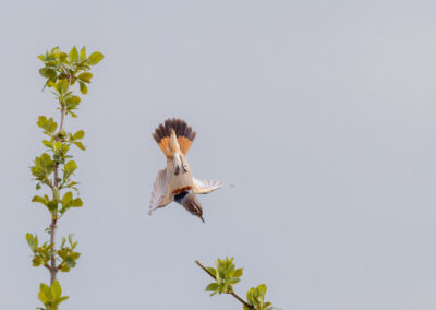 Das Blaukehlchen – Vogelfoto von Stefan Berghoff, Bild 4