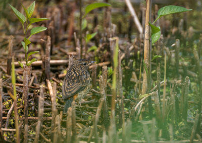 Das Blaukehlchen – Vogelfoto von Stefan Berghoff, Bild 3
