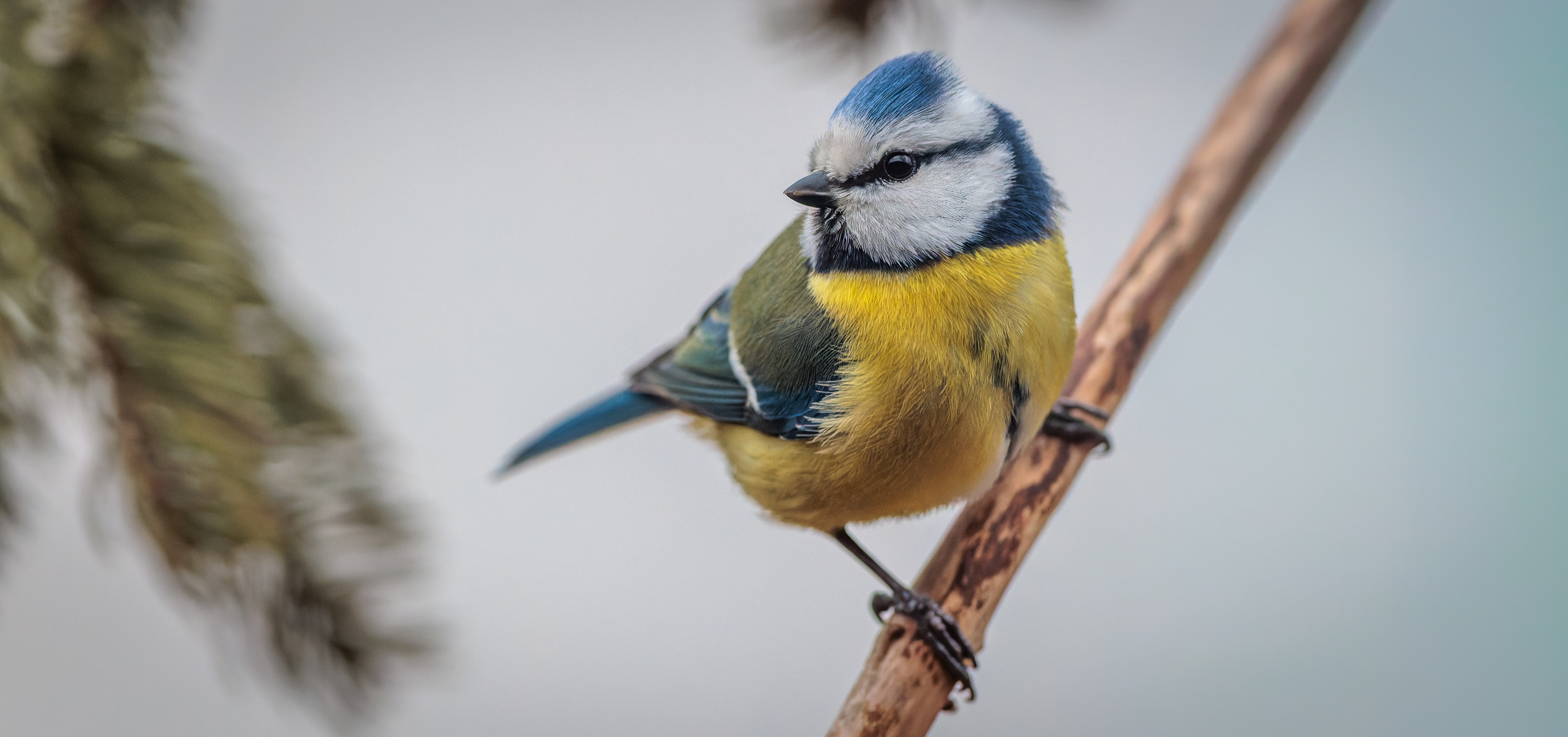 Blaumeise