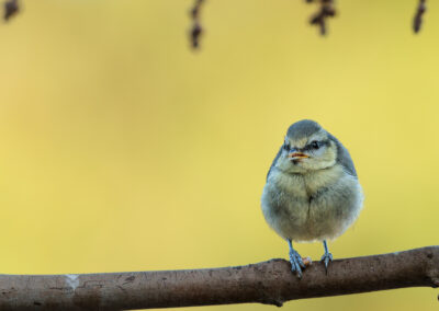 Die Blaumeise – Vogelfoto von Stefan Berghoff, Bild 2