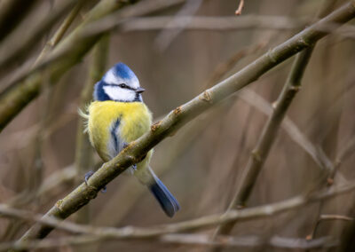 Die Blaumeise – Vogelfoto von Stefan Berghoff, Bild 8