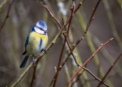 Die Blaumeise – Vogelfoto von Stefan Berghoff, Bild 7