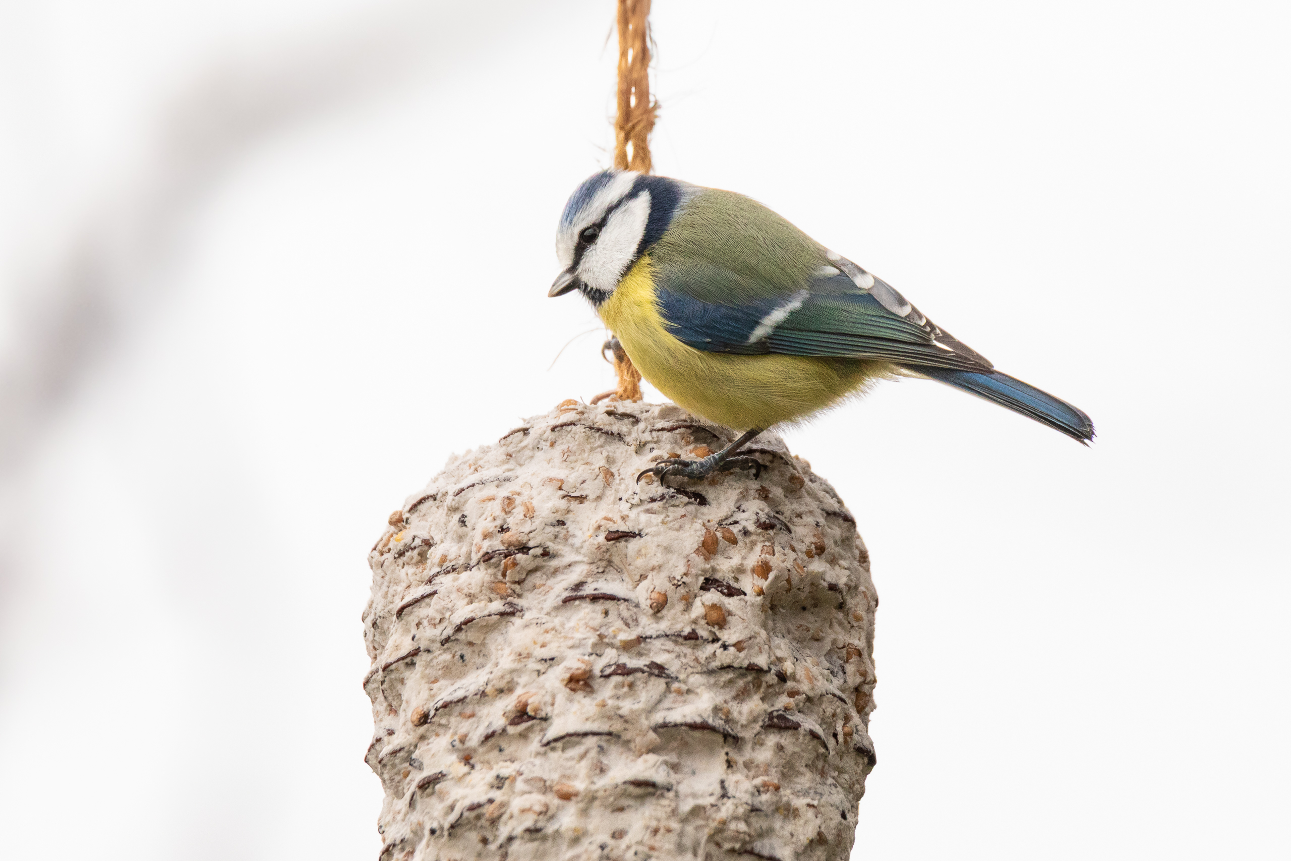 R5II9268-DxO_DeepPRIME XD2s Die Blaumeise (Cyanistes caeruleus) – weiteres Foto von Stefan Berghoff