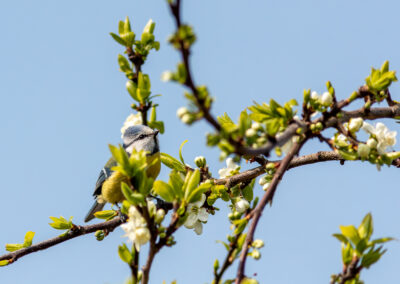 Die Blaumeise – Vogelfoto von Stefan Berghoff, Bild 1