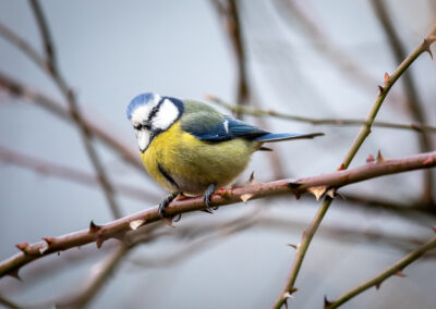 Die Blaumeise – Vogelfoto von Stefan Berghoff, Bild 6